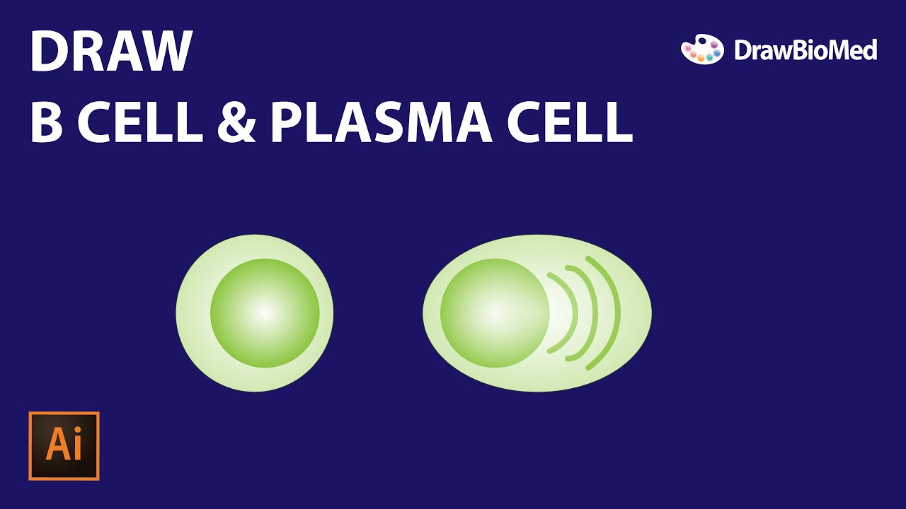 B Cell & Plasma Cell | Graphical Abstract | Scientific Illustration|Adobe Illustrator for Scientists
