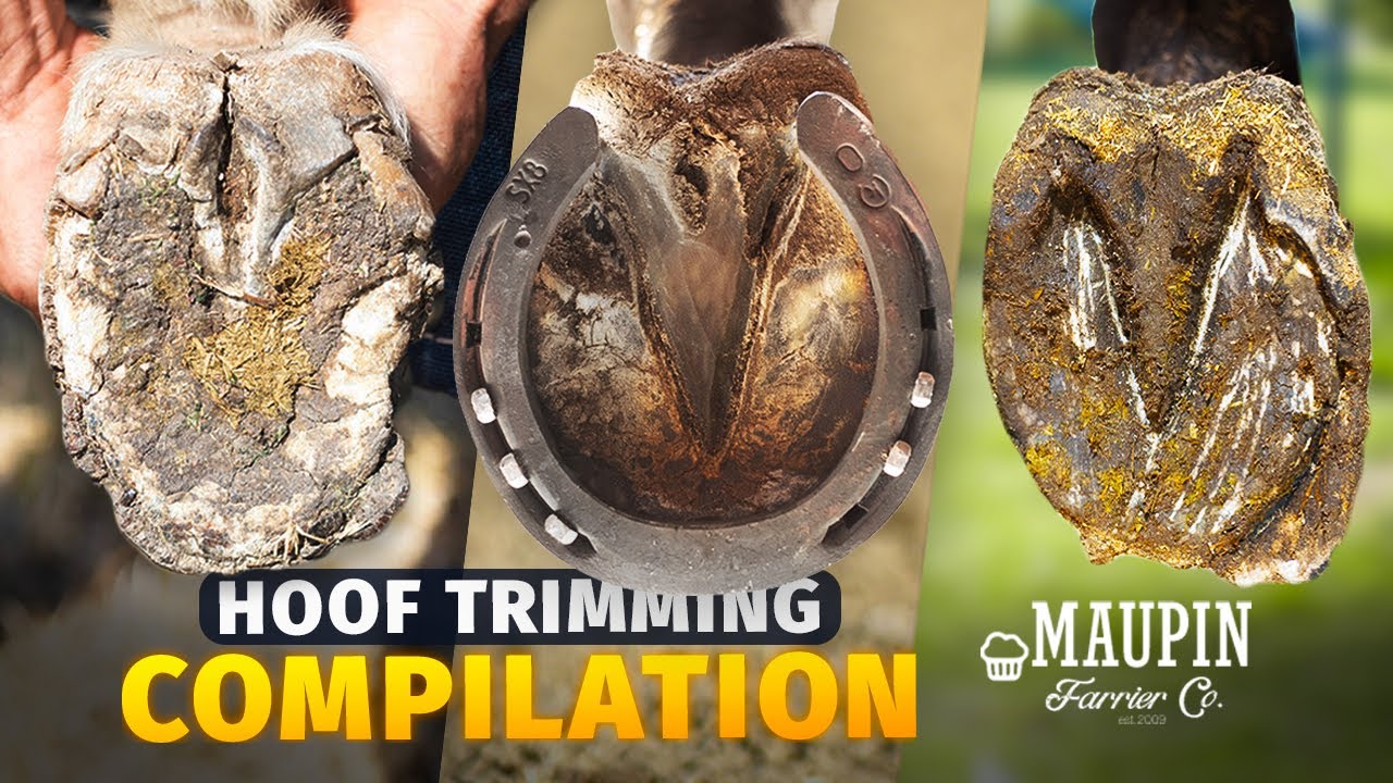 Compilation of Satisfying Horse Hoof Restoration ( TRIMMING ONLY )