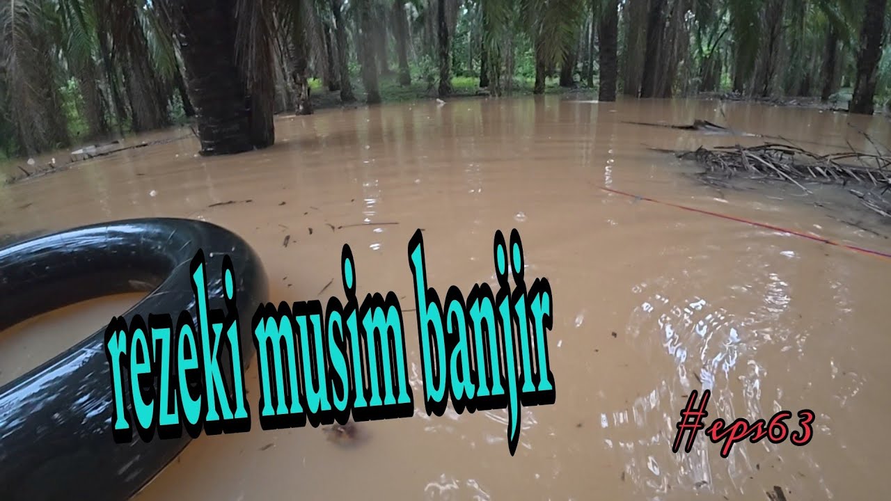 Tahan jaring ikan Musim banjir / hasil 5 jam padu mantap (#eps63)
