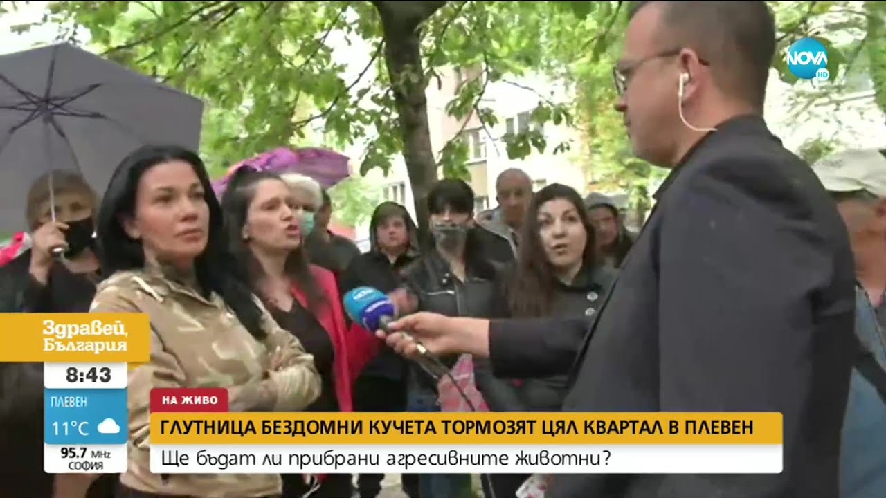 Глутница бездомни кучета тормози цял квартал в Плевен - Здравей, България (05.05.2021)