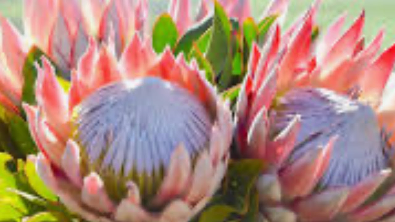Acompana me al trasplante de una protea, “ arbusto de asucar”. 