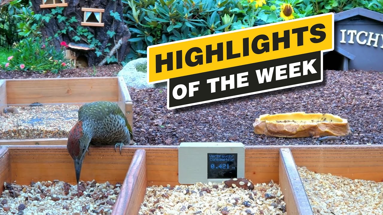 Highlights Of The Week - July 2024 - Week 30 🌻