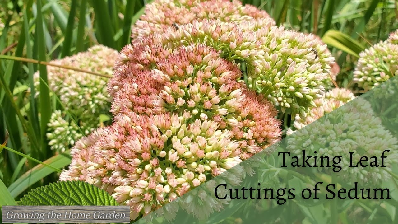 How to Easily Propagate Sedum from Leaf Cuttings ('Autumn Joy' and Other Succulents)