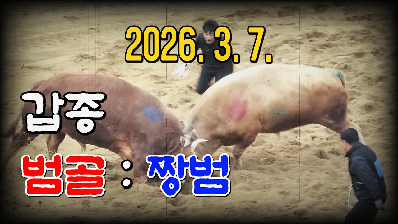 청도소싸움 2026. 3. 7. (토) 제10경기 갑종(801Kg~무제한) 범골 / 짱범