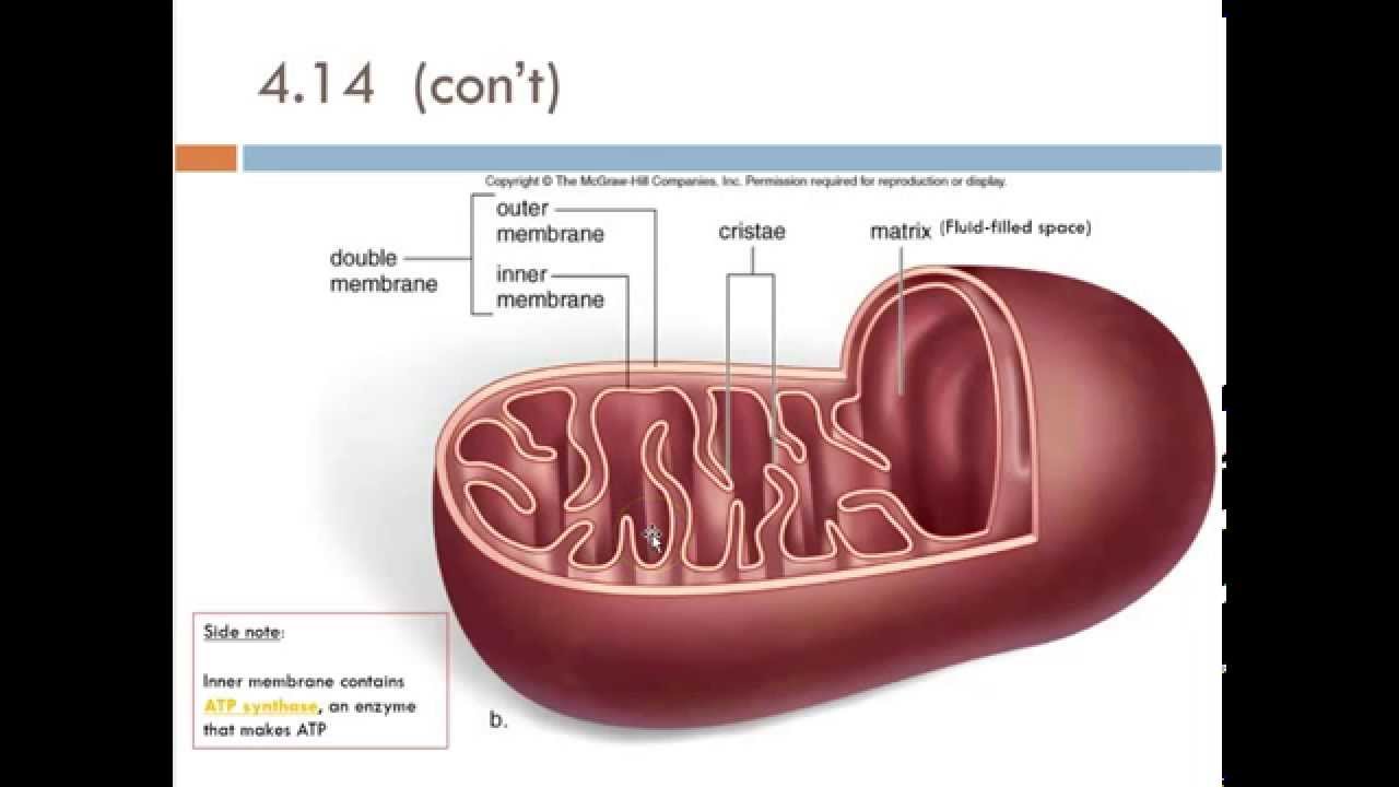 How the cell makes energy