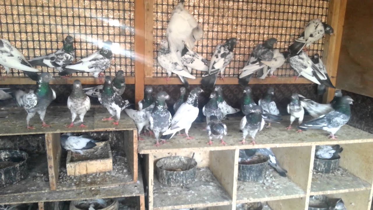 UAE PIGEONS