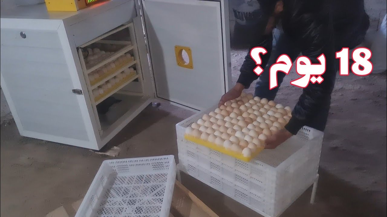 تربية الدجاج البيض نهار 18 يوم داخل الفقاسة الميراج البيض  ديك رومي  بيبي ودجاج