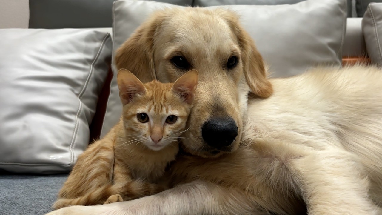 This Gentle Golden Retriever Changes an Abandoned Kitten’s Life Forever