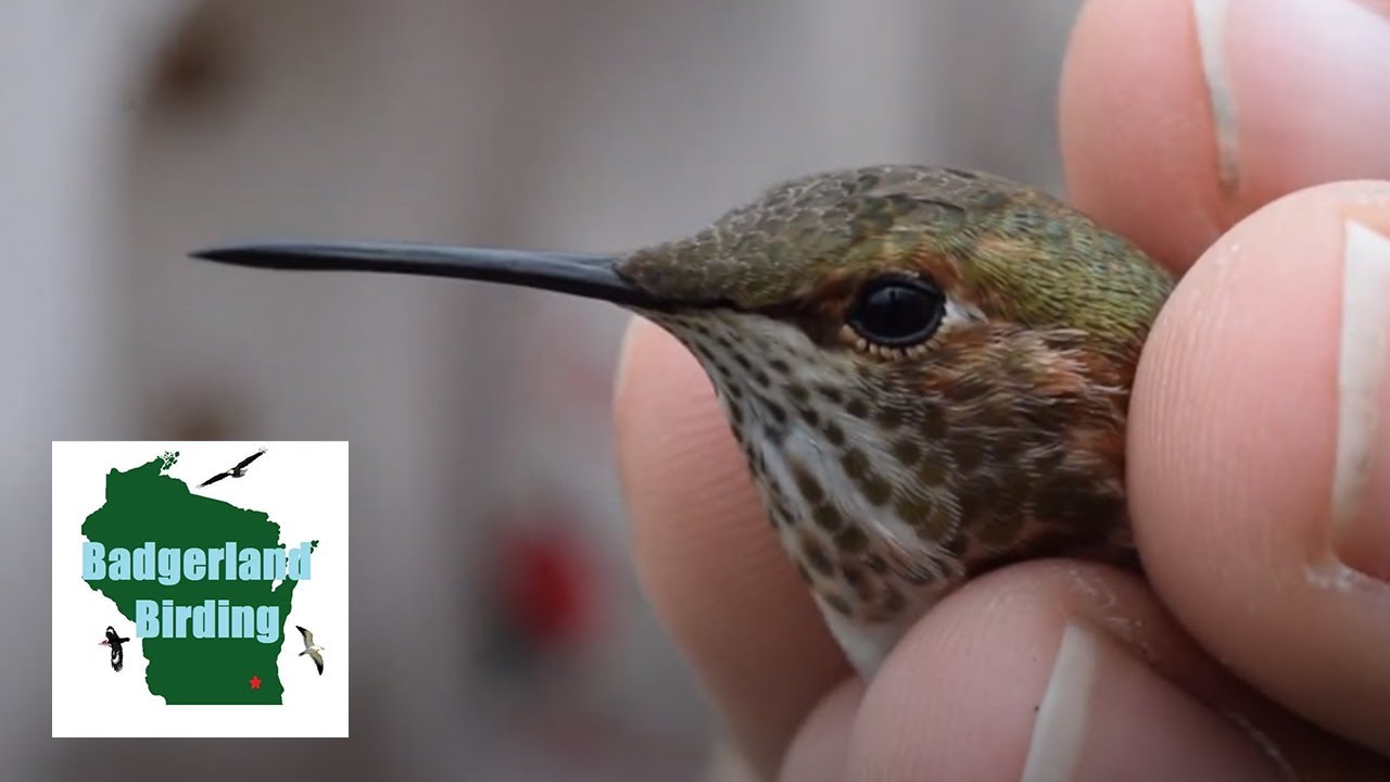 Hummingbird Banding Adventure in Louisiana