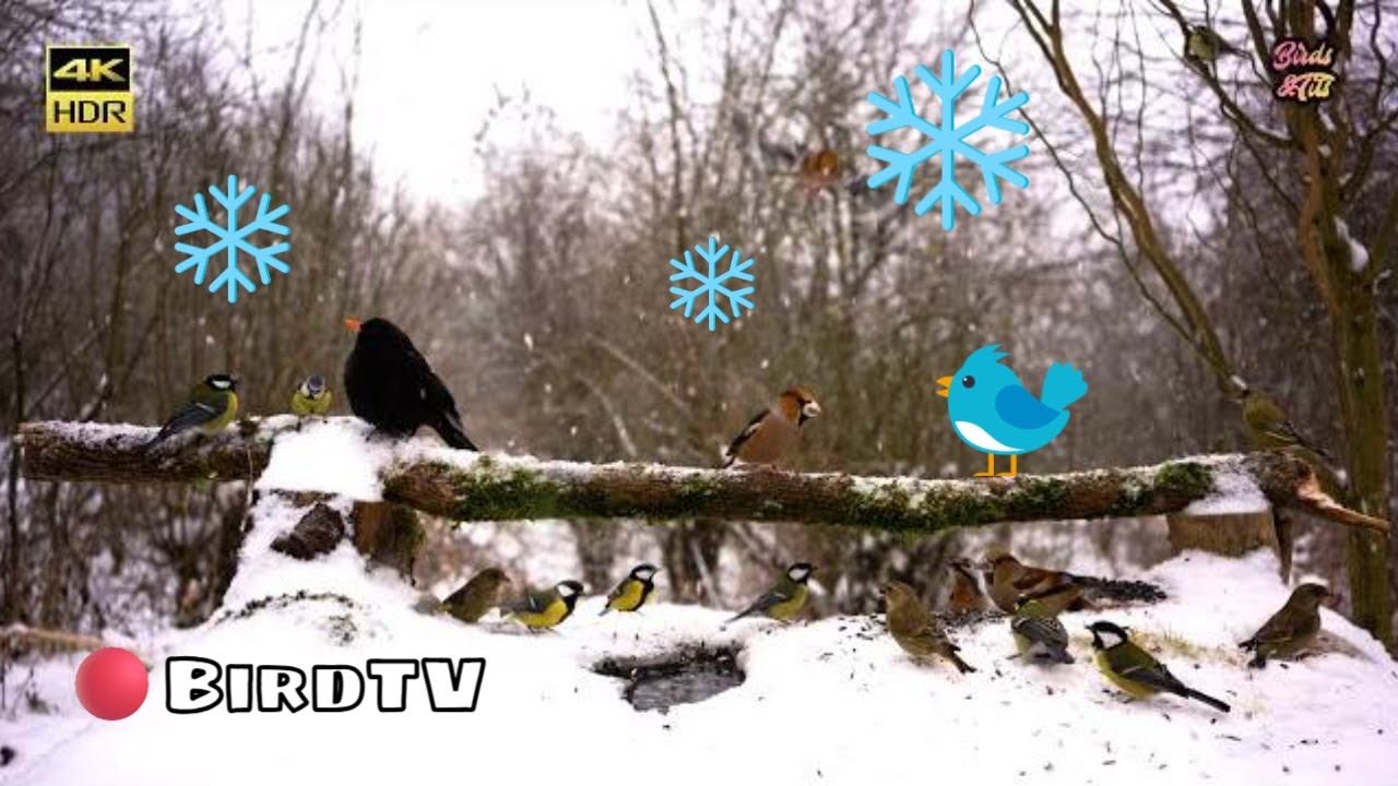 Cat tv😻Snowfall on Natural Bird feeder🐦📺4K HDR ♫ 5.1