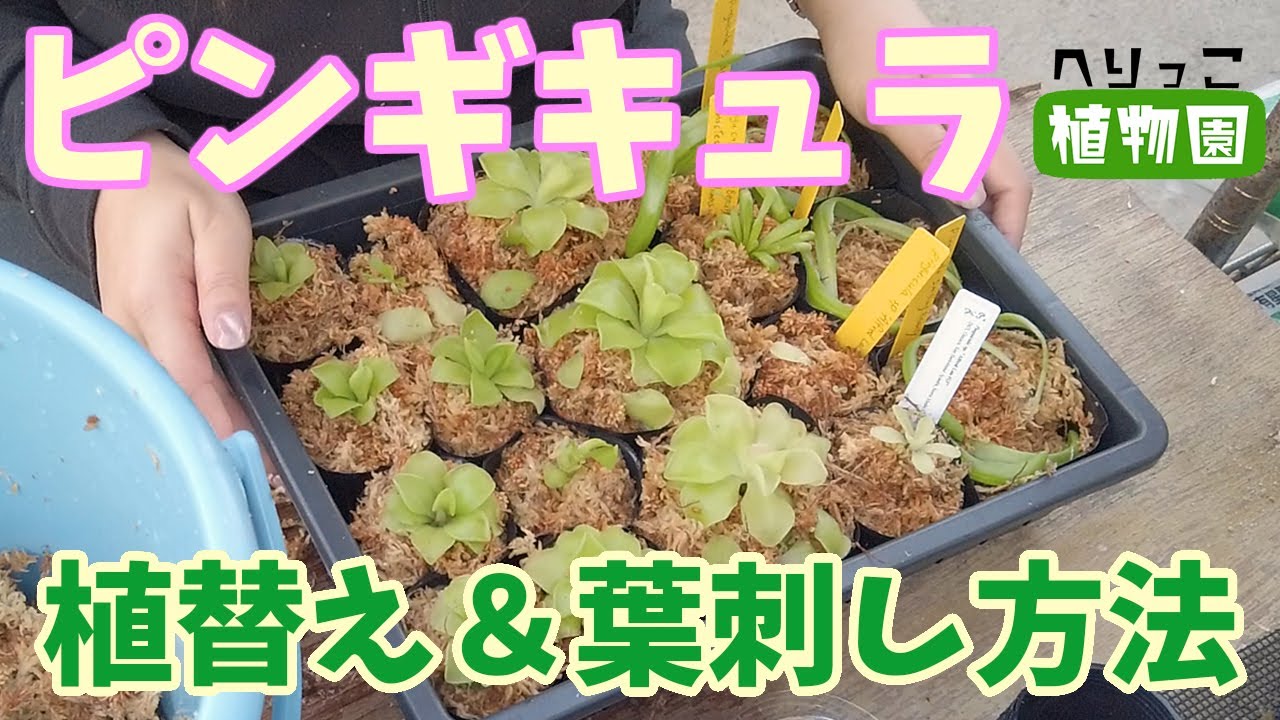 【食虫植物】ピンギキュラの植え替え＆葉刺し方法！【ムシトリスミレ無惨バラバラ事件】