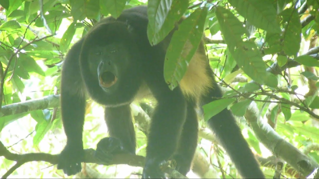 Howler Monkeys in Costa Rica