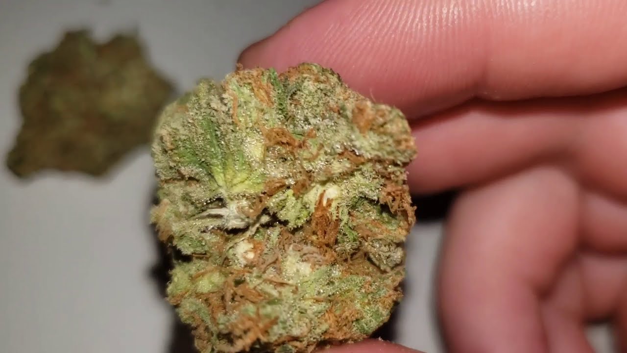 STRAIN REVIEW 197: tangerine cookies - Lowpricebud