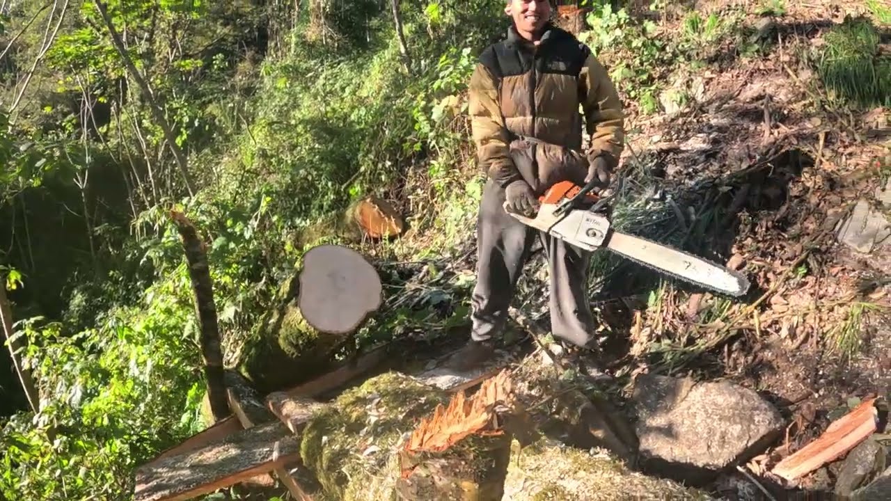 Cutting a Huge Tree with a Chainsaw on a Steep Hill | Dangerous Forest Work