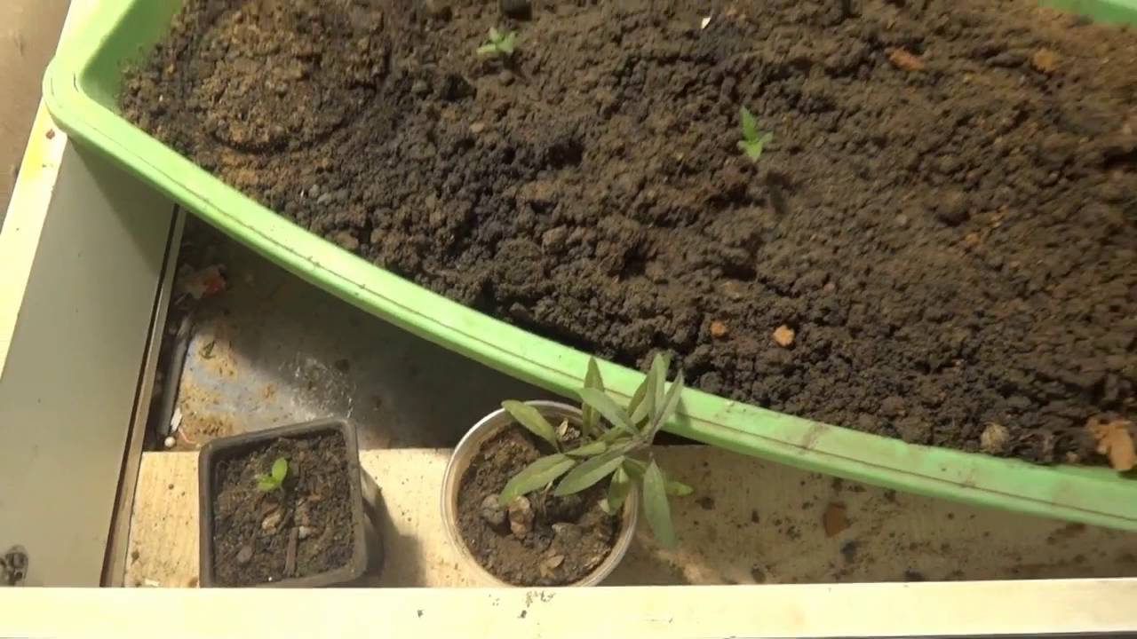 #6 - Mini Grow 20/09/2016