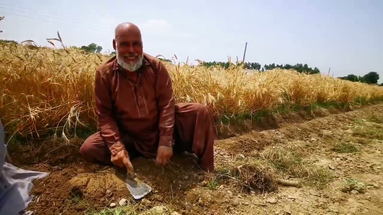 Harvesting wheat in village /gaon ma gandam ki katai.گاوں میں گندم کی فصل تیارPashto/Hindko vlog.