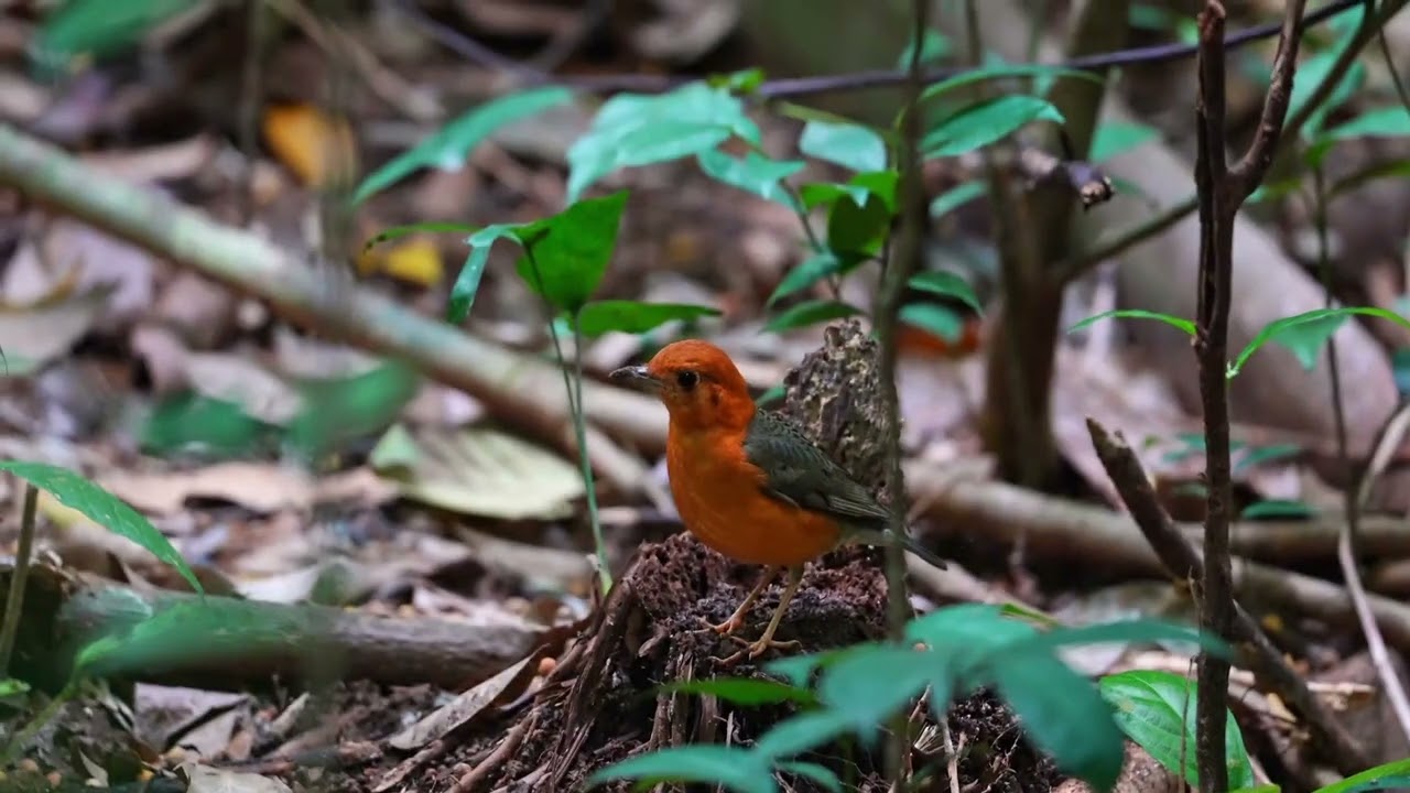 Orange-Headed Thrush
