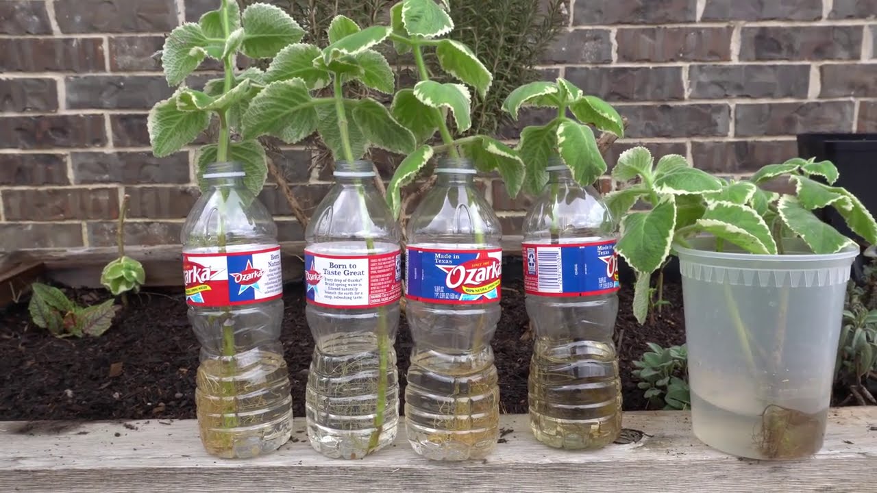 Propagate Cuban Oregano Forever - Can It Be Done?