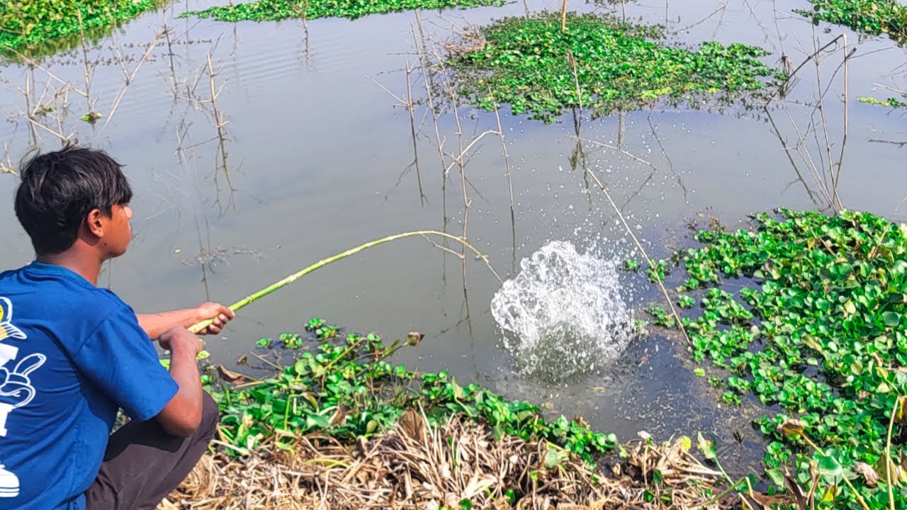 Best Amazing Fishing Video 🎣🐟 Fishing With Hook Catching Koi Fish Hunting in the Rice Field Canal