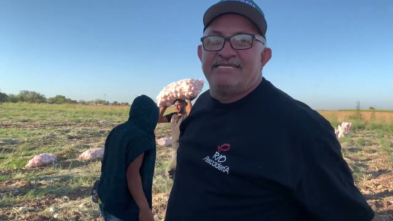 Llenamos un camión de cebollas De la  nueva cosecha