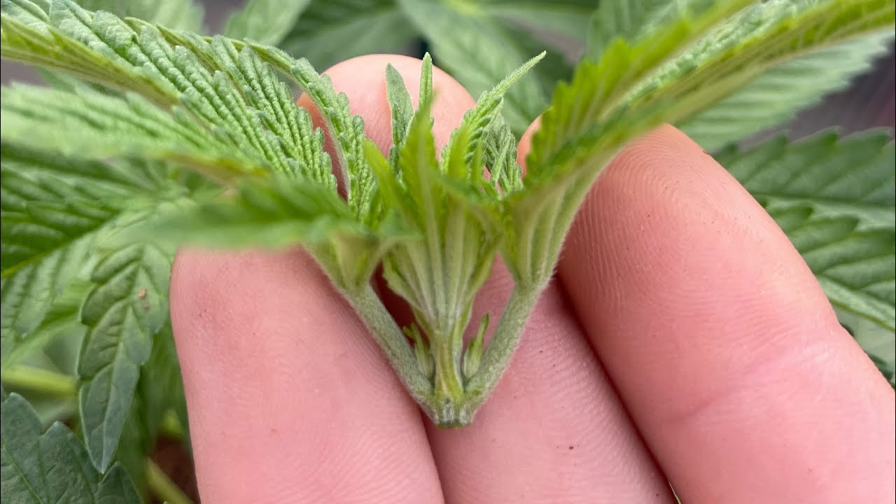 Seed to Harvest outside 2023 episode 5