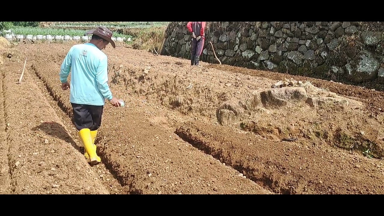 Proses penanaman bibit seledri (persemaian)