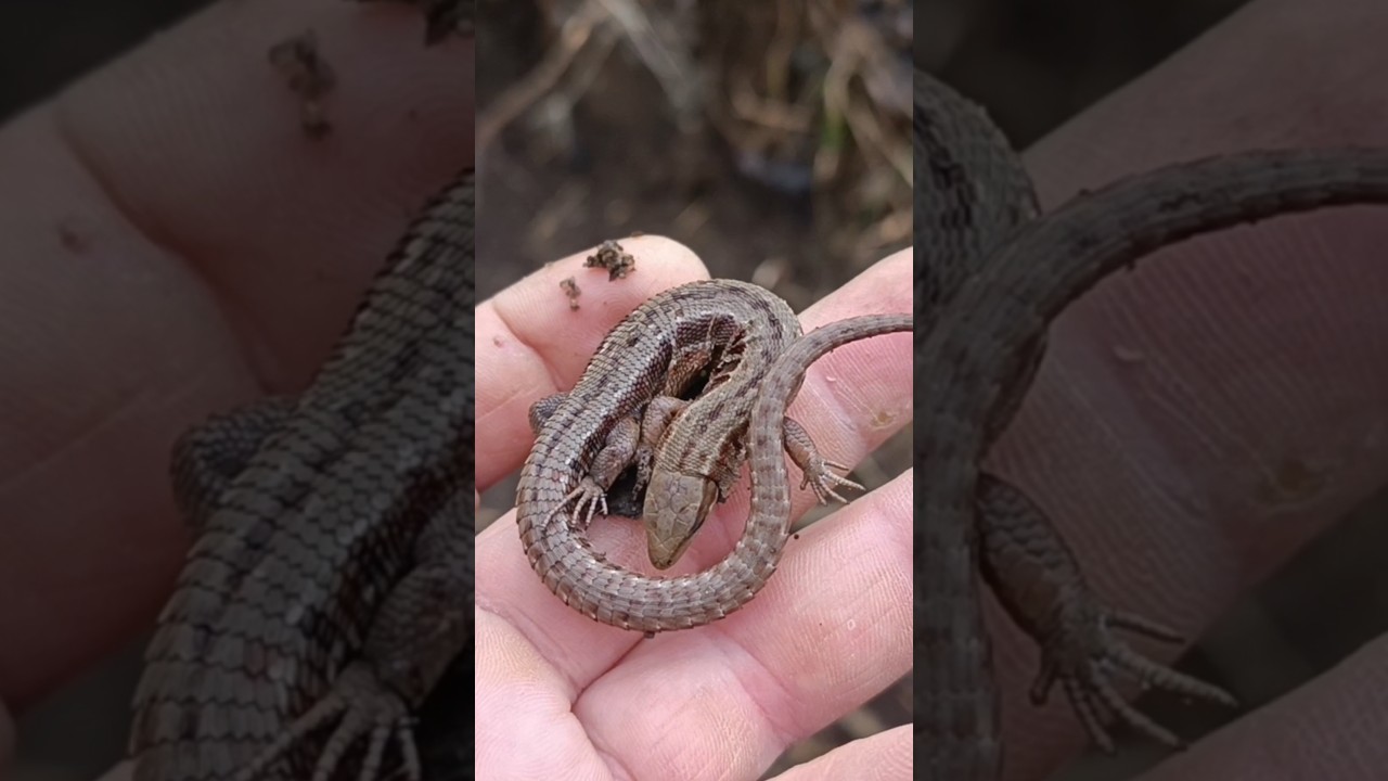 Копал металлолом а нашёл её. #metaldetecting #коп #мужскиеинтересы #metaldetector