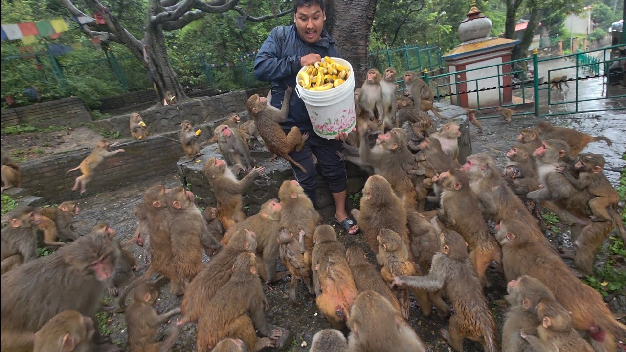 Monkeys Patiently Waiting for Their Treats | Such a Heartwarming Moment