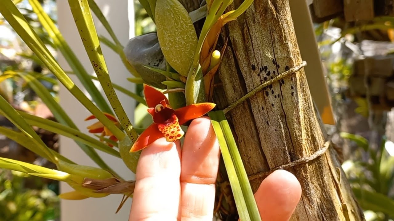 ↪️ MAXILLARIA TENUIFOLIA a Orquídea Cheirinho de Coco 🥥🥥