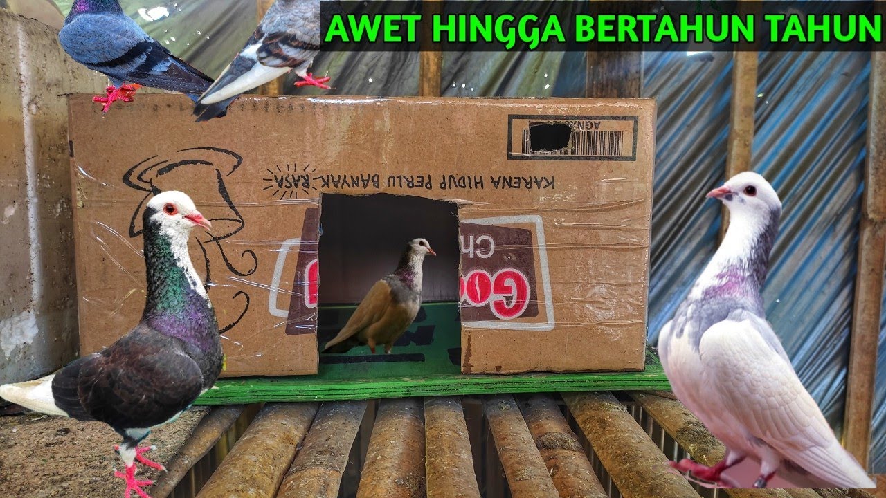 CARA MEMBUAT PAGUPON MERPATI DARI KARDUS || AWET KUAT DAN TAHAN LAMA