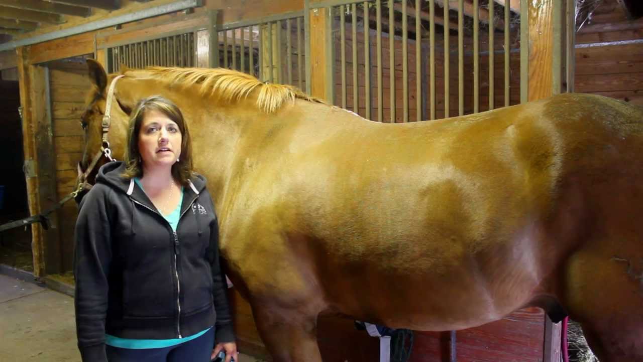 How to Groom Your Horse