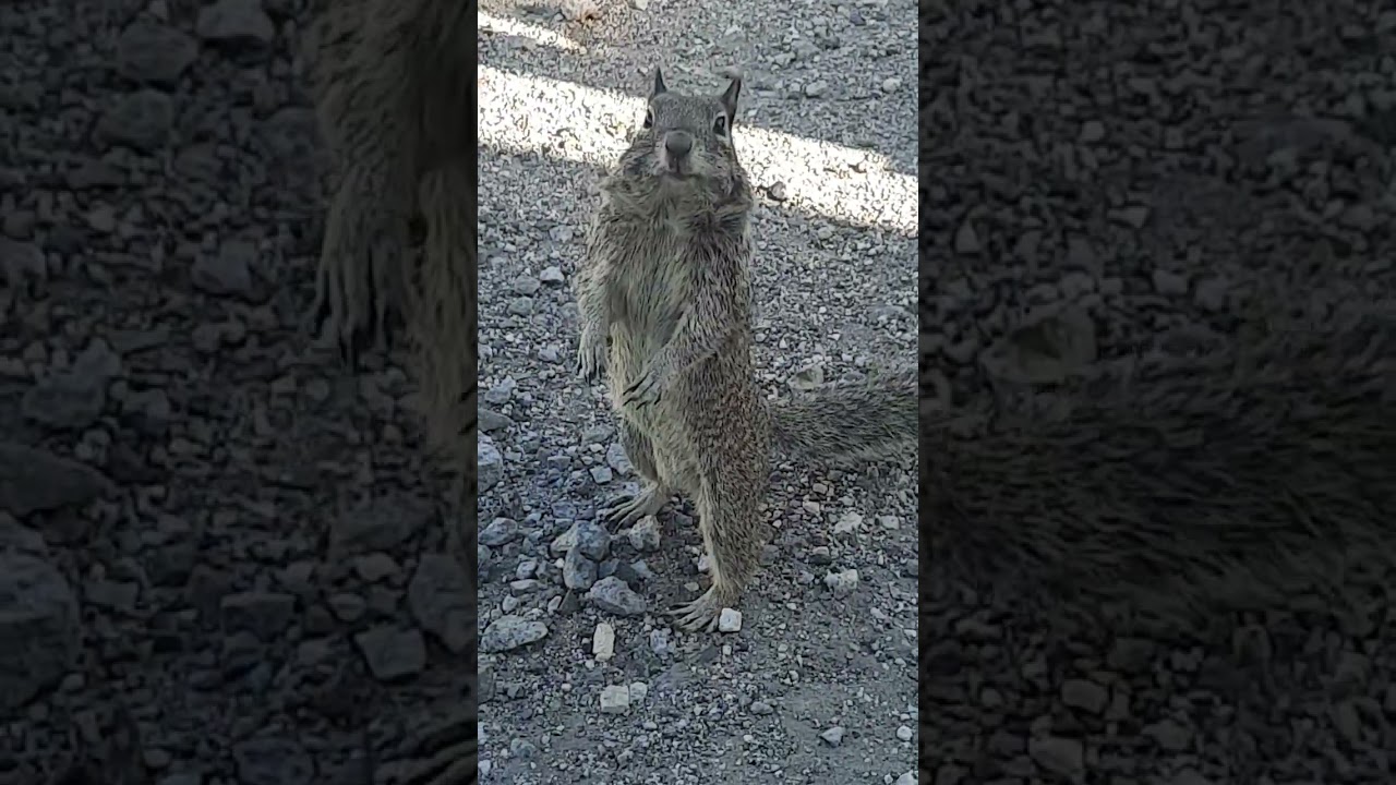 Feeding my squirrel!