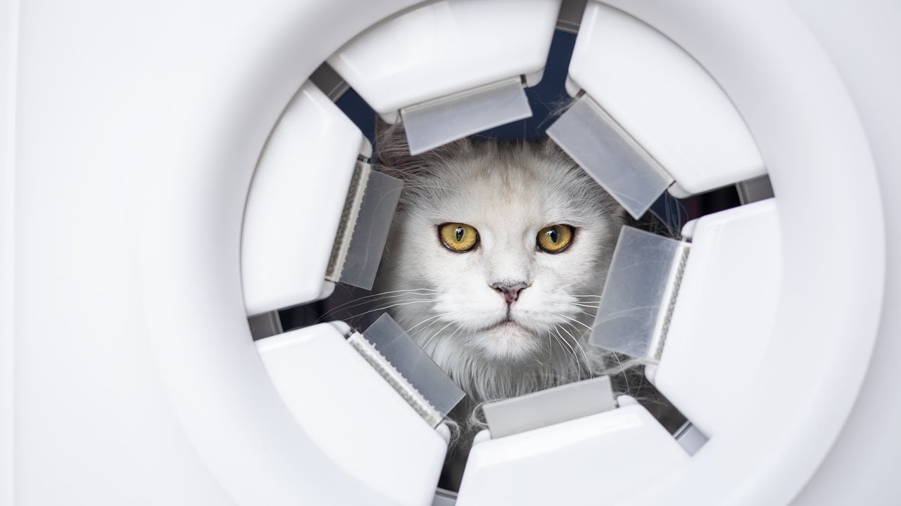 We tested the PawSwing Automatic Cat Self-Groomer