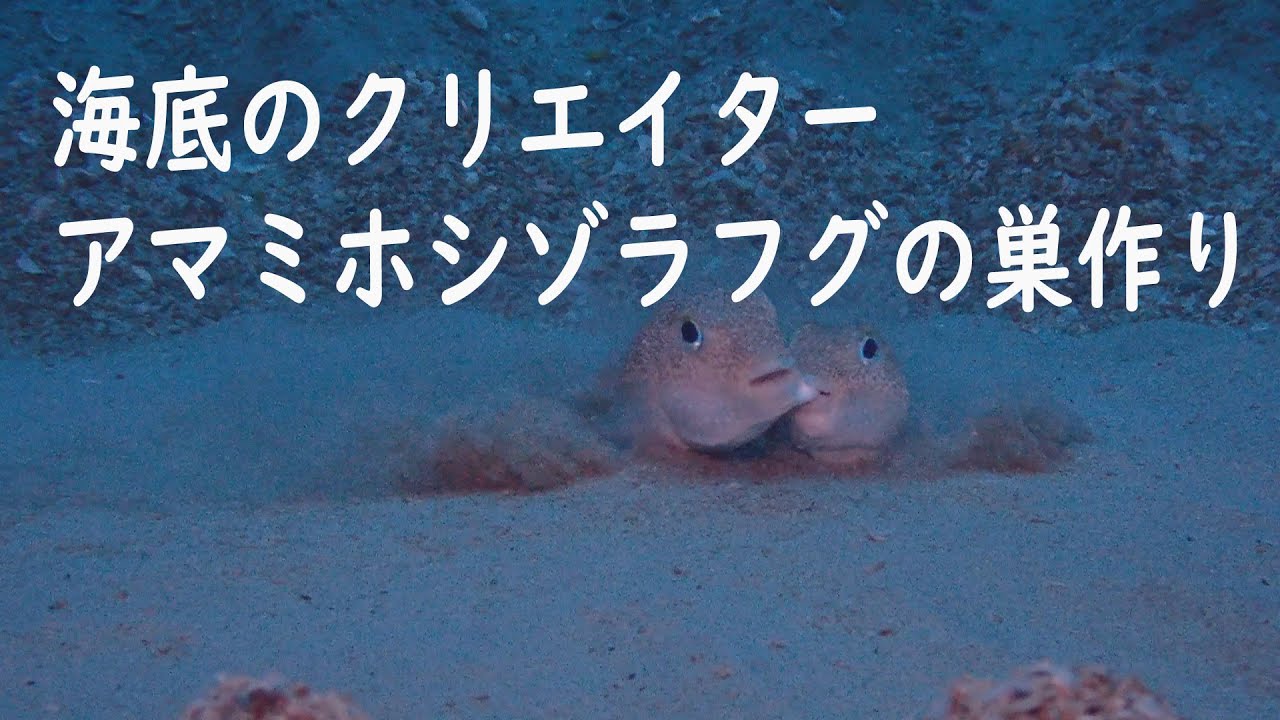 【神秘】アマミホシゾラフグの巣作り