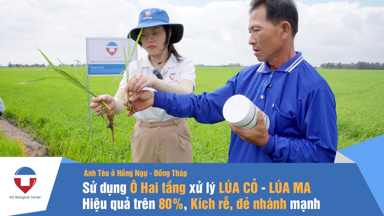 Chia sẻ xử lý lúa lộn, lúa ma hiệu quả đạt 95%, sử dụng ô hai tầng