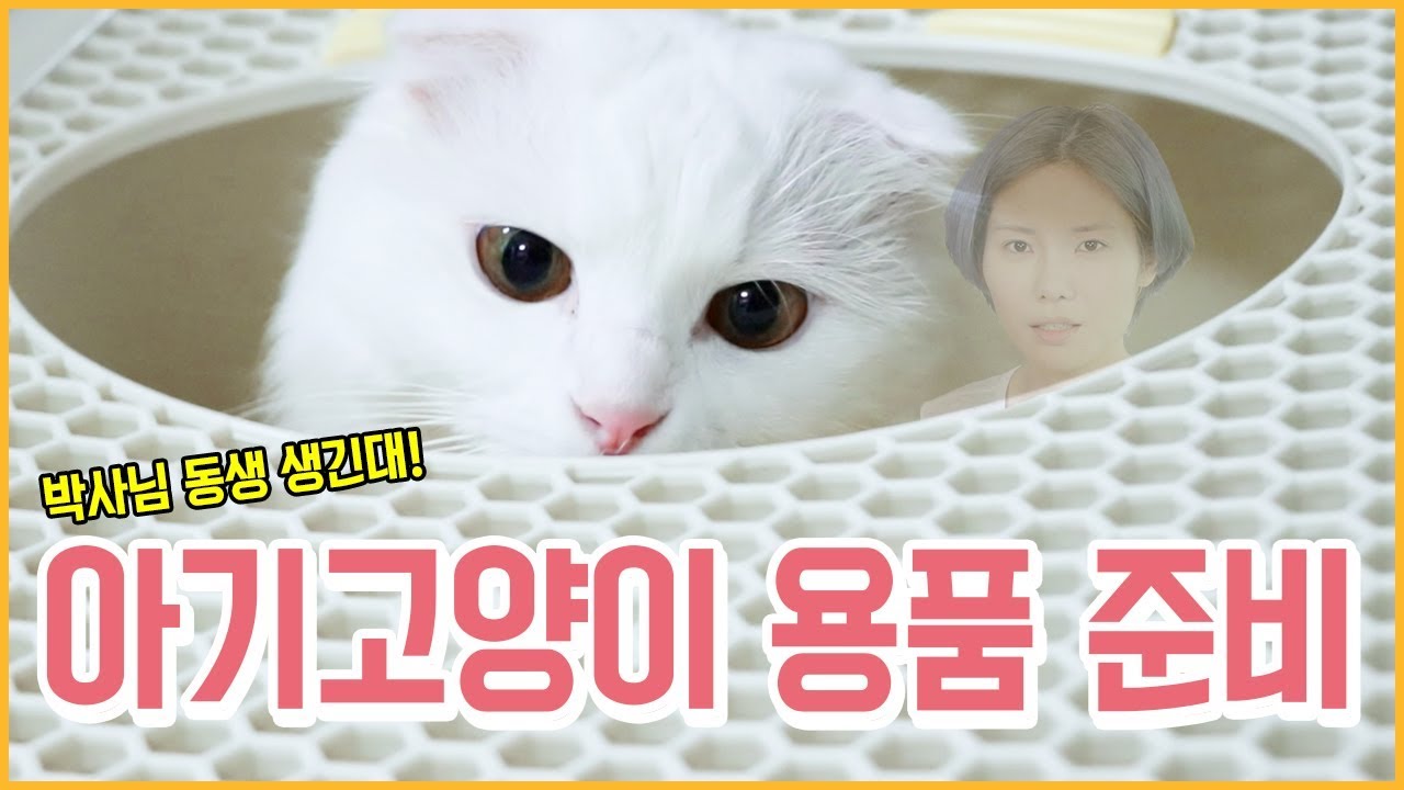 꽁지네 둘째 냥이?! 아기 고양이 입양 준비로 물건 샀다! 고양이 용품 하울/Cat Supplies Haul/Shopping/KKONGJI