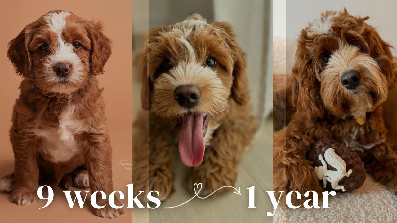Watch Obi the Australian Labradoodle Grow Up: 9 Weeks to 1 Year! 🤎