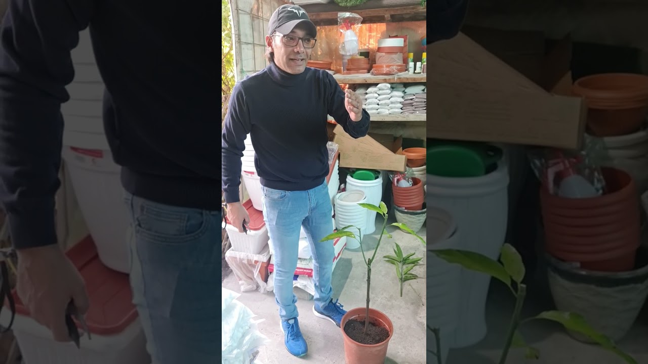 تقليم التربية وتقليم الإثمار لأشجار المانجو .. متى وكيف 