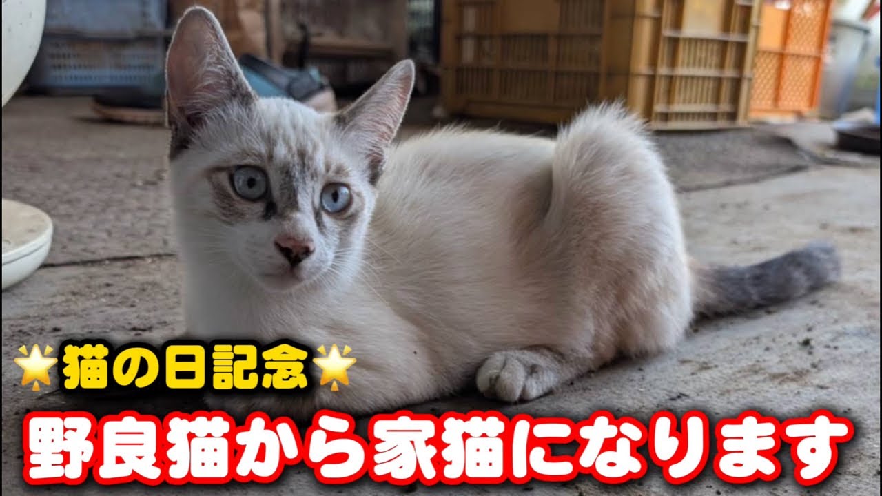 猫の日記念&輝男おめでとう生配信🌟