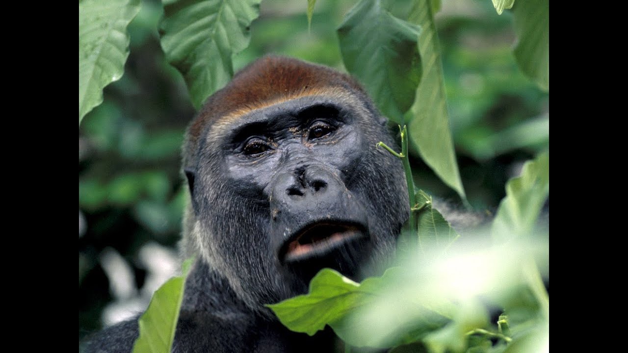 Le specie animali pi&ugrave; a rischio d'estinzione