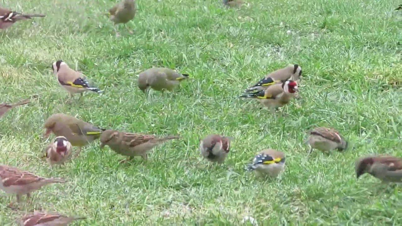 بتبتة حسون التي تساعد على تهييج الذكور وتحفزها على التغريد بشكل خرافي . بتبتة حسون نار