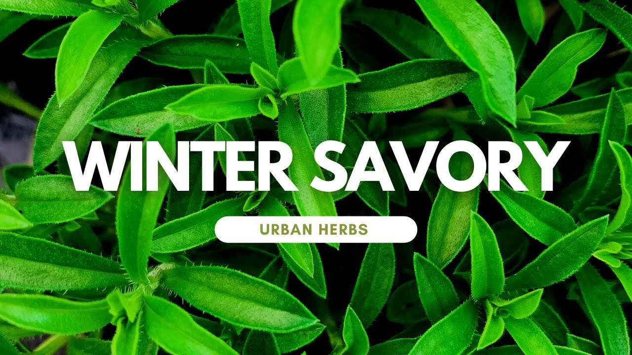 Introducing Herbs:  Winter Savory