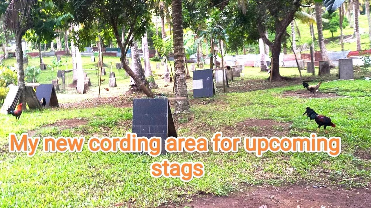 New cording area for upcoming stags