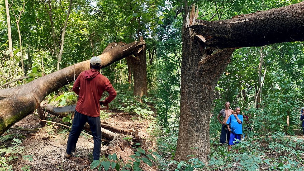 Swept by the Wind... Evacuate 3 trees prone to being hit by strong winds ‼️