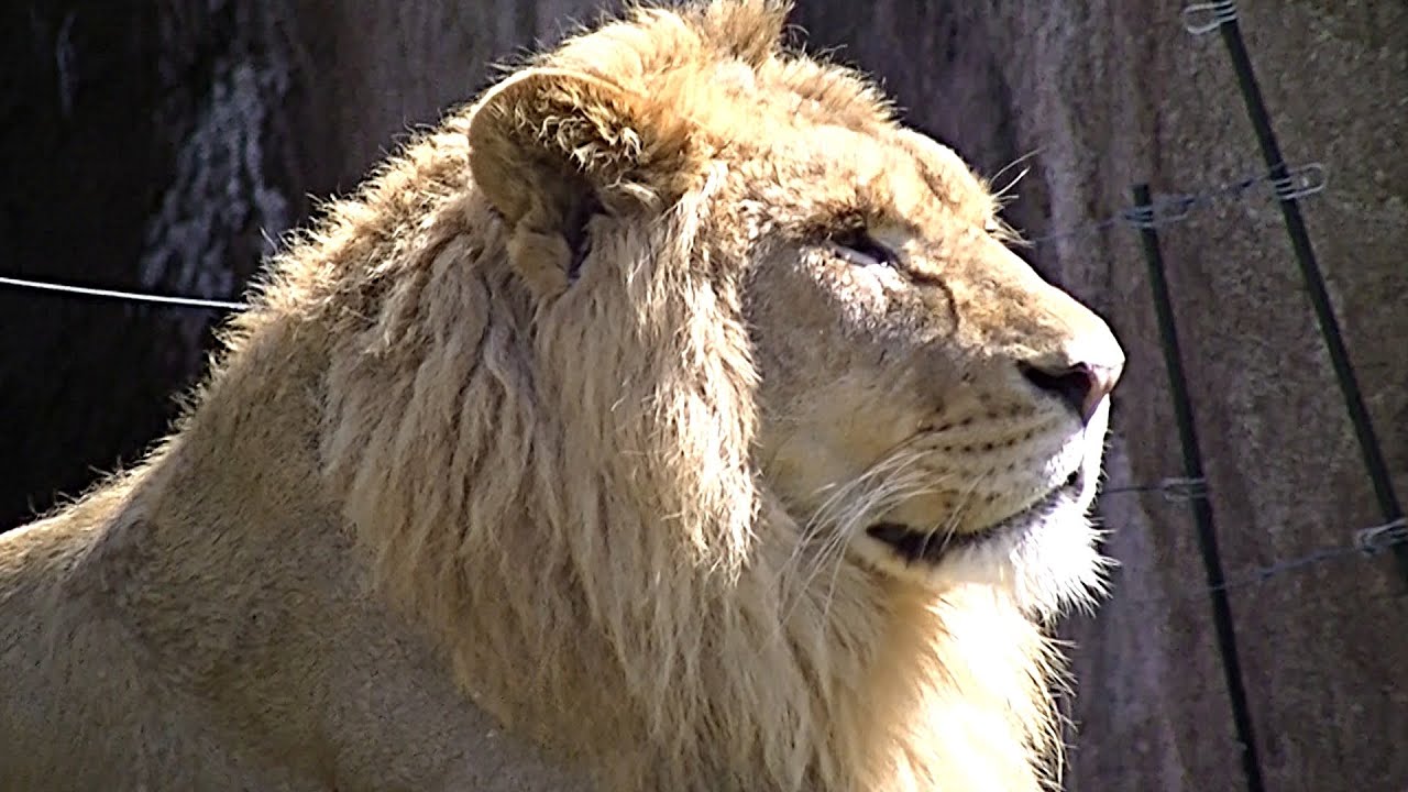 ライオンのガオウ、未だたてがみが短い💗幼いライオンファミリー【天王寺動物園】