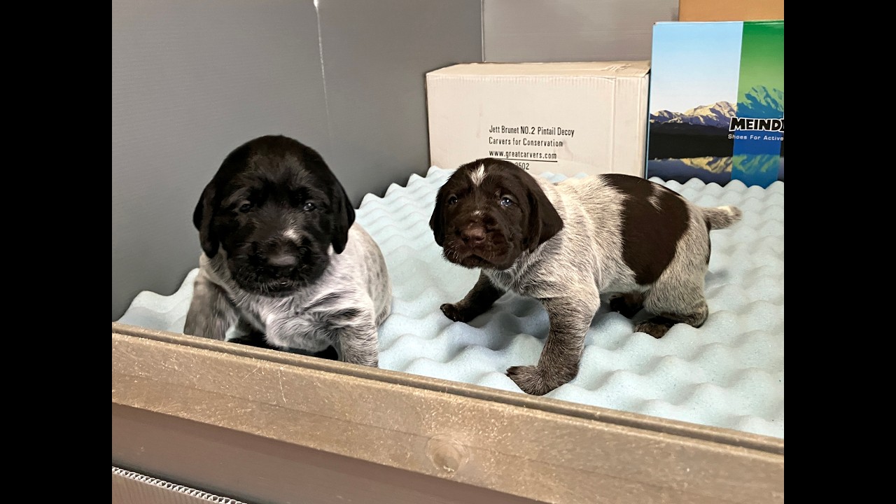3-Week Old 