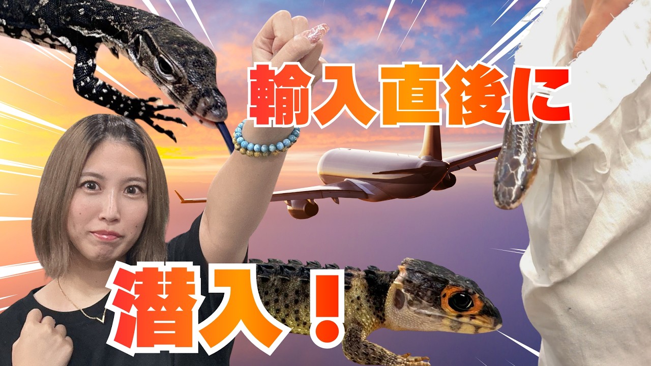 【爬虫類の輸入】直後のお店に潜入！！