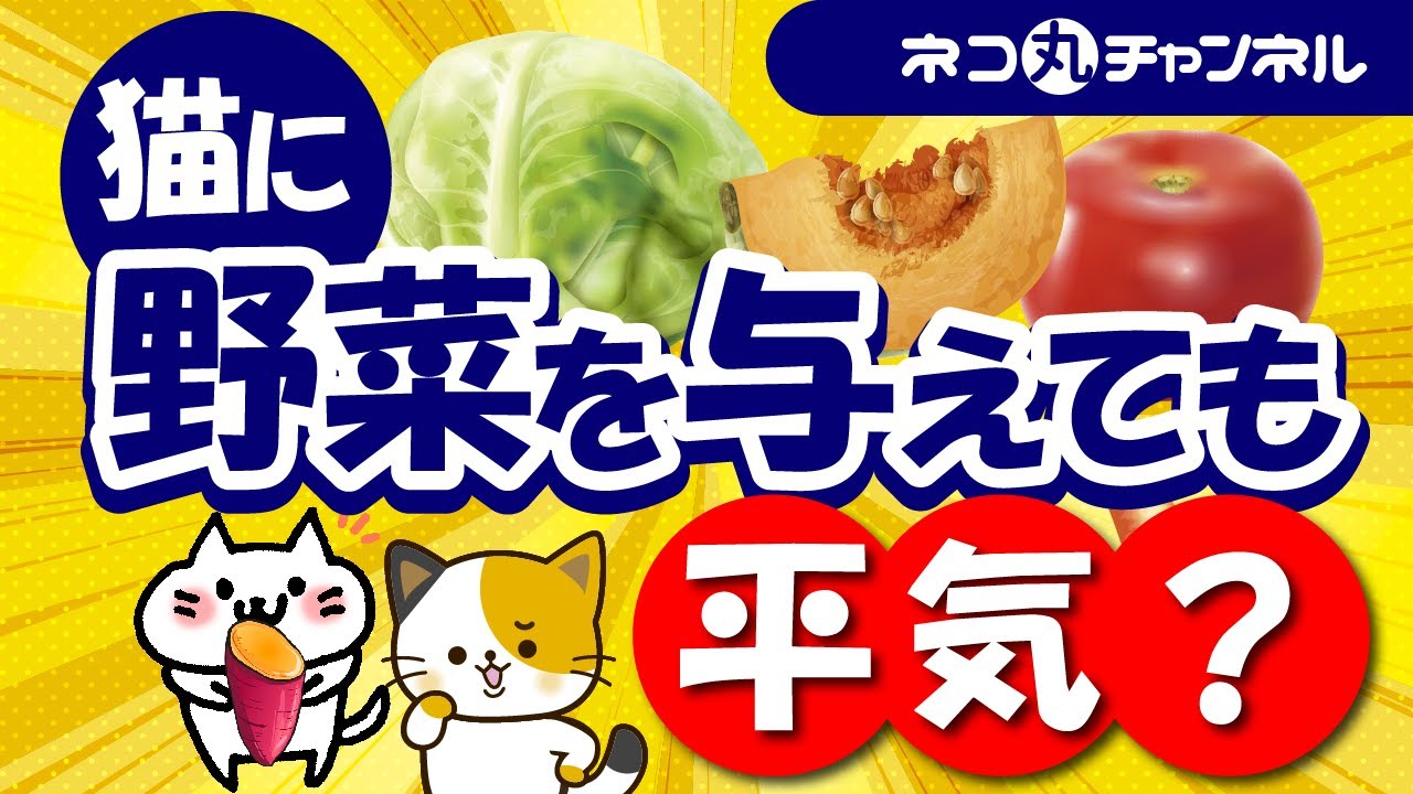 猫が食べても良い野菜で注意すべき事、また食べさせてはいけない野菜