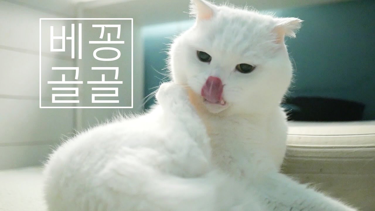 ASMR My CAT Purring & Grooming sound 고양이 골골송& 고양이 그루밍