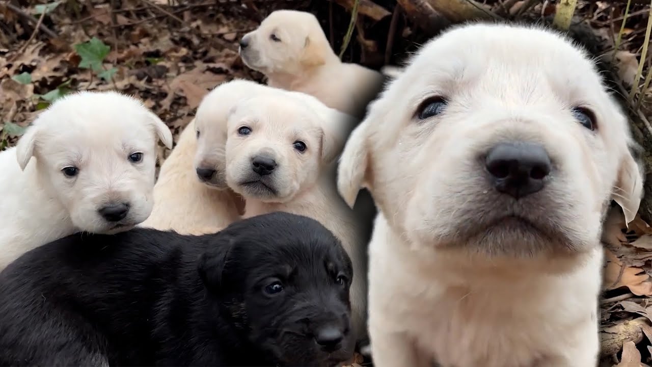 Yavru Köpekleri Hava Alırken Bulduk